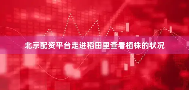 北京配资平台走进稻田里查看植株的状况